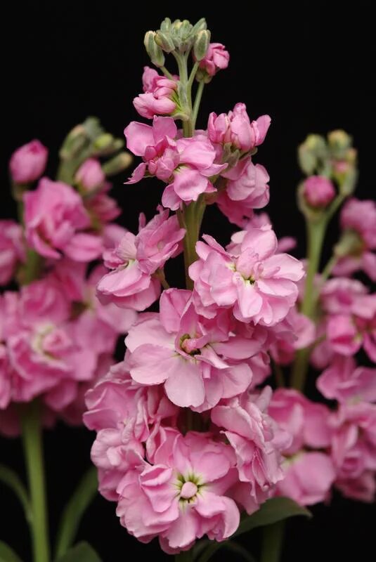 Matthiola Incana Flower Seeds Pink – Heirloom, Non-GMO, High Germination Seeds