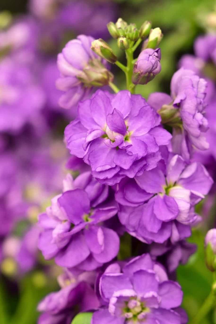Violet Matthiola Flower Seeds – Heirloom Non-GMO High Germination Seeds