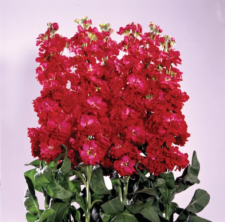 Matthiola Incana Flower Seeds Red – Heirloom, Non-GMO, High Germination Seeds