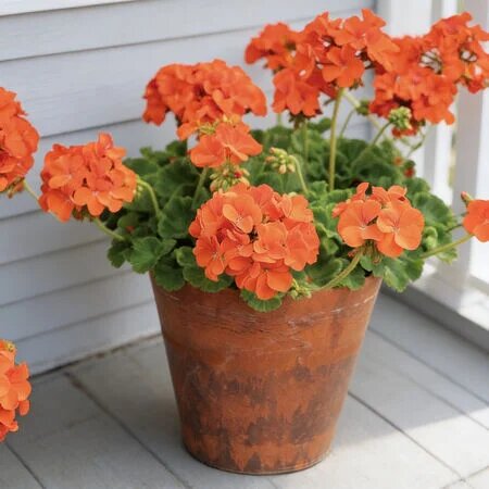 Semillas de flor perenne de geranio naranja - Herencia, no transgénicas, alta germinación, semillas de jardín orgánicas para plantar