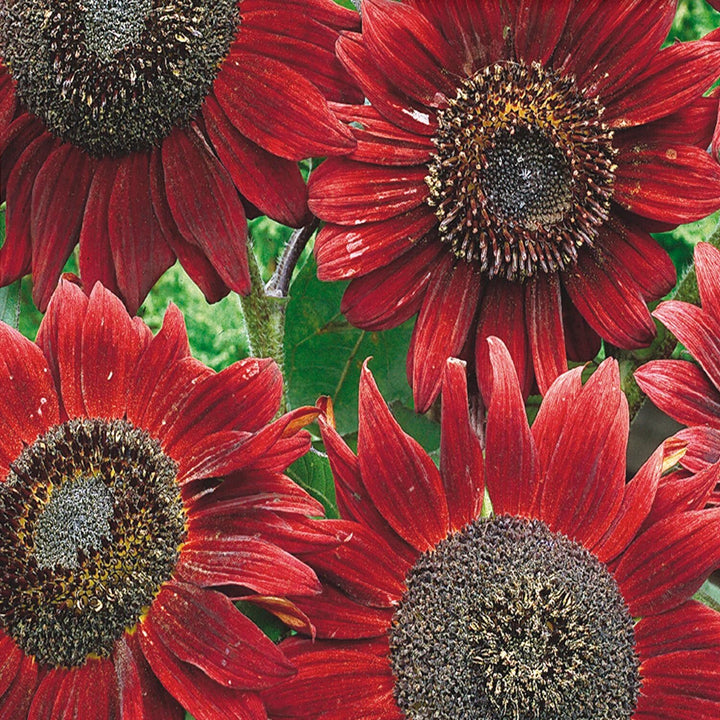 Red Heliopsis Flower Seeds – Heirloom, Non-GMO, High Germination Seeds