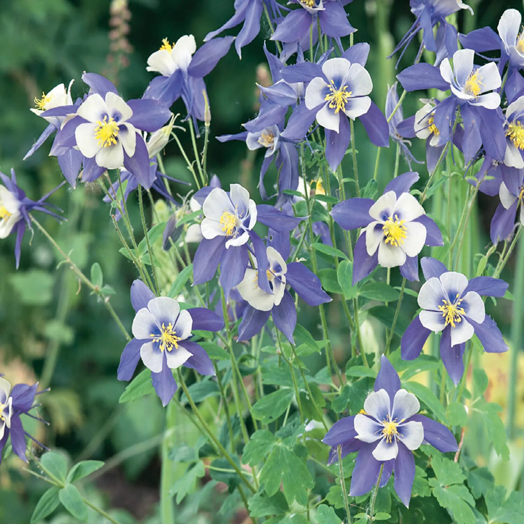 Light Blue Columbine Flower Seeds – Heirloom, Non-GMO, High Germination Seeds