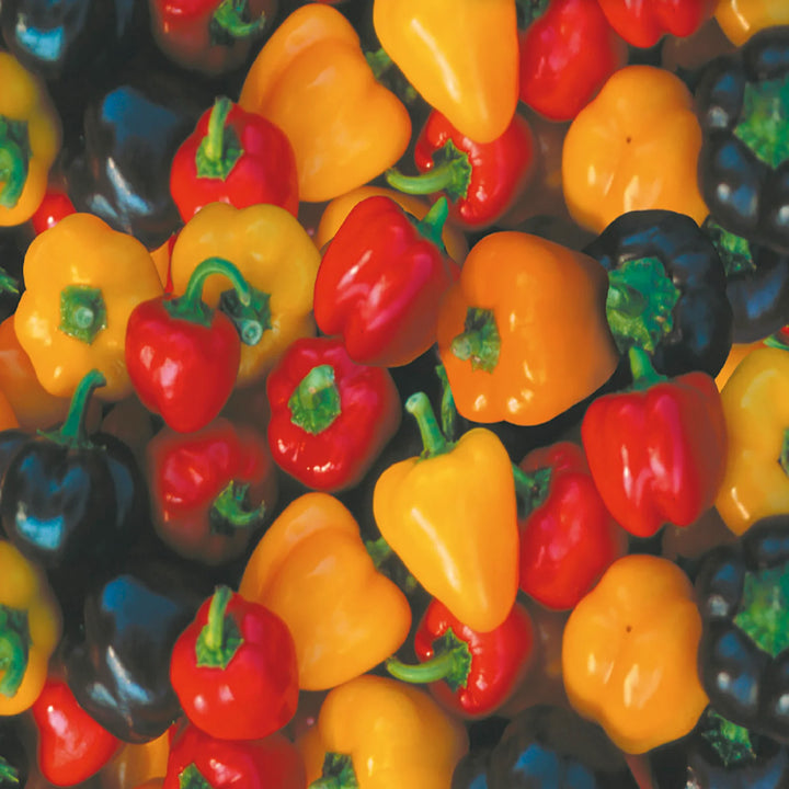 Mini Sweet Bell Peppers vegetable seeds for planting, heirloom non-GMO garden seeds growing colorful sweet peppers at home naturally