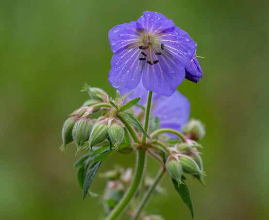 Cranesbill Flower Seeds for Planting – Heirloom Non-GMO High Germination Seeds