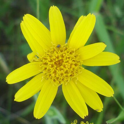 Arnica Chamissonis Flower Seeds Yellow for Planting – Heirloom Non-GMO High Germination Seeds
