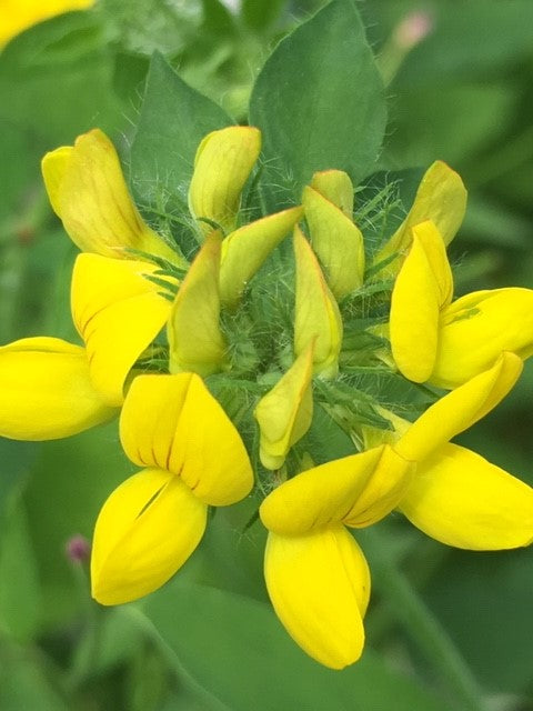 Lathyrus Flower Seeds Yellow – Heirloom, Non-GMO, High Germination Seeds