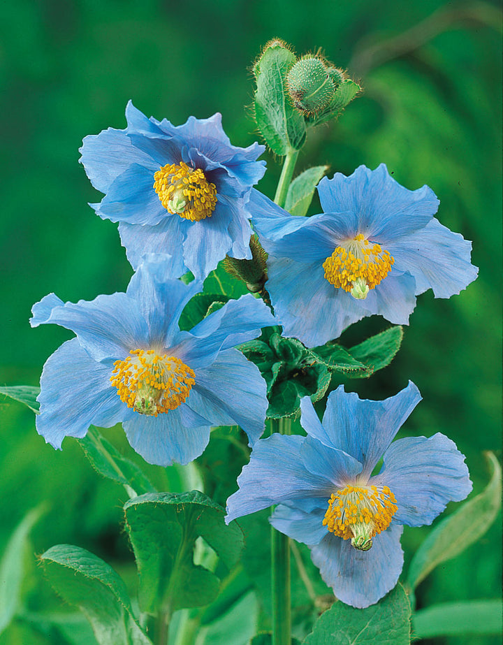 Meconopsis Blumensamen – Alte Sorte, gentechnikfrei, keimfreudige Samen