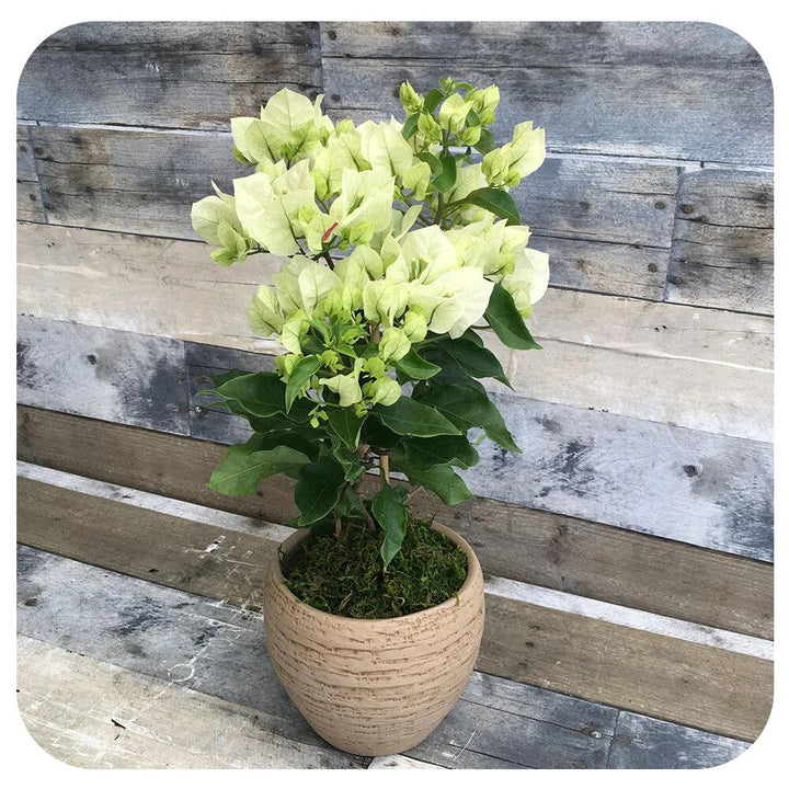 Bougainvillea Flower Seeds Green – Heirloom Non-GMO High Germination Seeds