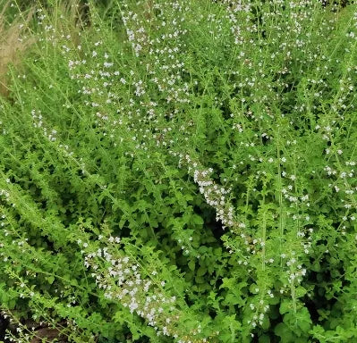 medicinalaromaticmicromeriathymifoliaflowerforsowingheirloomnongmohighgerminationorganicgarden flower seeds