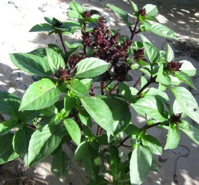 medicinalandediblearomaticplantsdroughttolerantocimumcinnamonheirloomnongmohighgerminationorganicgarden flower seeds