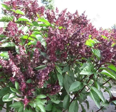 medicinalandediblearomaticplantsdroughttolerantocimummorphaheirloomnongmohighgerminationorganicgarden flower seeds