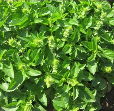 medicinalandediblearomaticplantsocimumbasilicumflowerheirloomnongmohighgerminationorganicgarden flower seeds