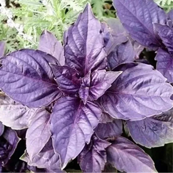 medicinalandediblearomaticplantsocimumpurplerufflesflowerheirloomnongmohighgerminationorganicgarden flower seeds