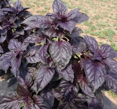medicinalandediblearomaticplantsocimumpurplerufflesheirloomnongmohighgerminationorganicgarden flower seeds