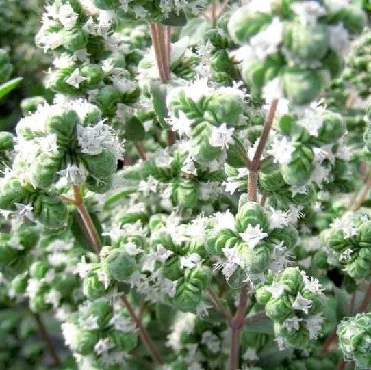 medicinalandediblearomaticplantsoriganummajoranaflowerheirloomnongmohighgerminationorganicgarden flower seeds