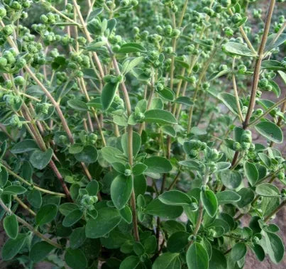 medicinalandediblearomaticplantsoriganummajoranaheirloomnongmohighgerminationorganicgarden flower seeds