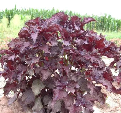 medicinalandediblearomaticplantsperillafrutescensflowerheirloomnongmohighgerminationorganicgarden flower seeds
