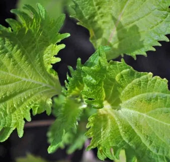 medicinalandediblearomaticplantsperillafrutescensheirloomnongmohighgerminationorganicgarden flower seeds