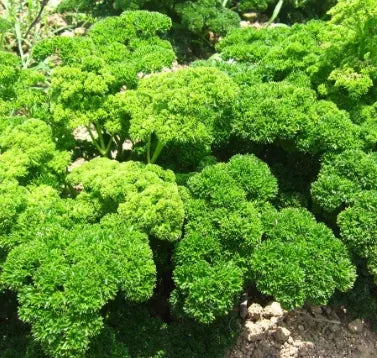 medicinalandediblearomaticplantspetroselinumcrispumheirloomnongmohighgerminationorganicgarden flower seeds