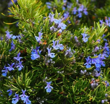 medicinalandediblearomaticplantsrosmarinusofficinalisheirloomnongmohighgerminationorganicgarden flower seeds