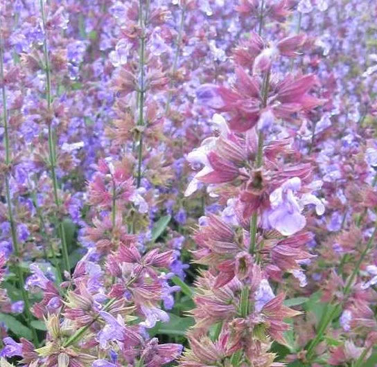 medicinalandediblearomaticplantssalviaofficinalisflowerheirloomnongmohighgerminationorganicgarden flower seeds