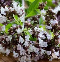 medicinalandediblearomaticplantsoriganumvulgareheirloomnongmohighgerminationorganicgarden flower seeds