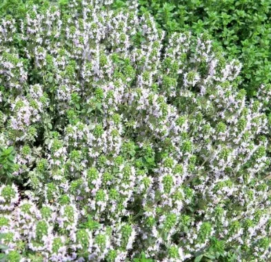 medicinalandediblearomaticplantsthymusserpyllumflowerheirloomnongmohighgerminationorganicgarden flower seeds
