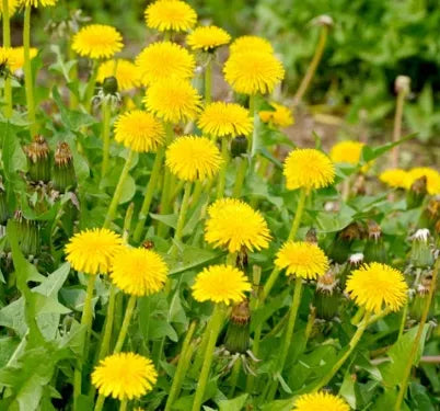 medicinalandediblearomaticplantstaraxacummongolicumheirloomnongmohighgerminationorganicgarden flower seeds