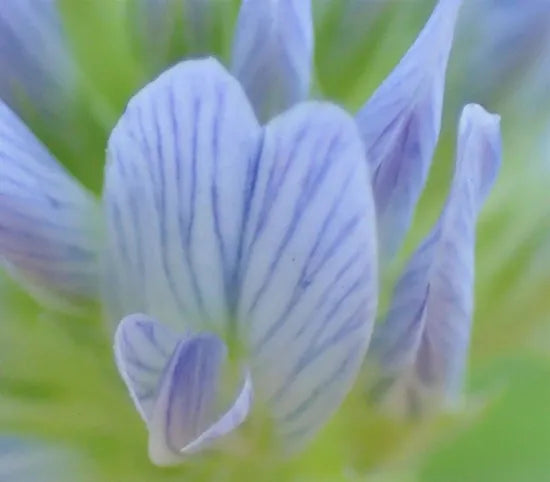 medicinalandediblearomaticplantstrigonellacaeruleaheirloomnongmohighgerminationorganicgarden flower seeds