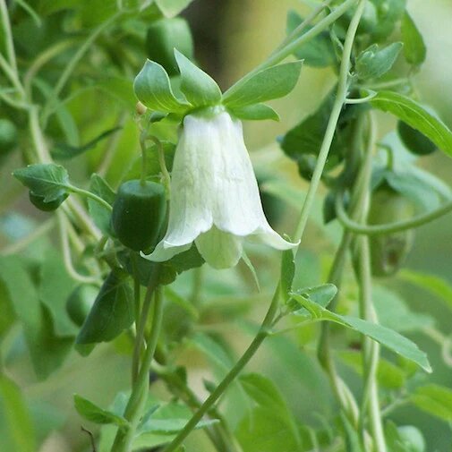 Codonopsis Flower Seeds for Planting – Heirloom Non-GMO High Germination Seeds