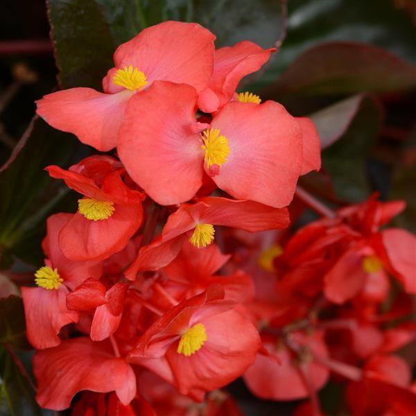 Red Begonia Flower Seeds for Planting Heirloom Non-GMO High Germination Organic Garden Seeds