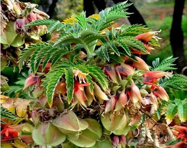 Melianthus Comosus Flower Seeds – Heirloom, Non-GMO, High Germination Seeds
