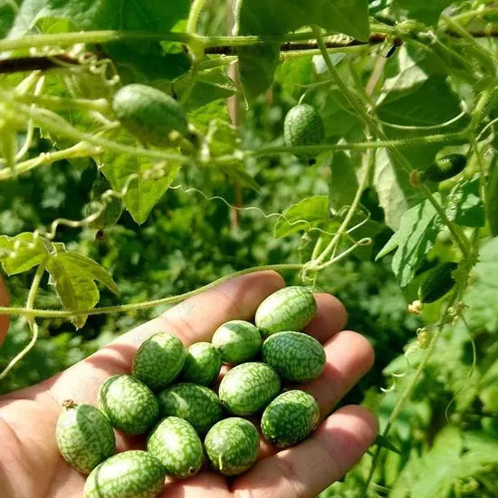 melothriascabraannulherbflowerforsowingheirloomnongmohighgerminationorganicgarden flower seeds