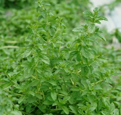menthapulegiumflowerofantheredibledualpurposearomaticforsowingheirloomnongmohighgerminationorganicgarden flower seeds