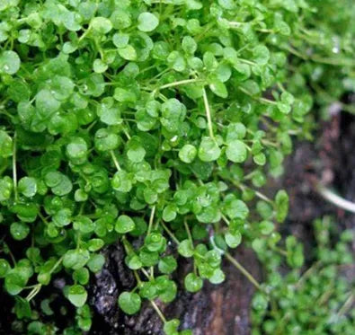 mentharequieniiflowerantheredibledualpurposeforsowingheirloomnongmohighgerminationorganicgarden flower seeds