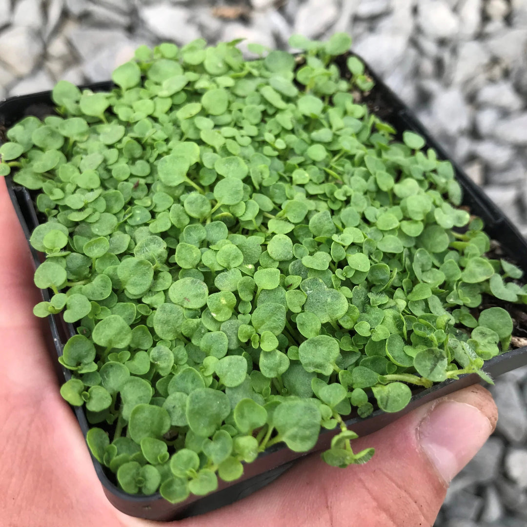 Corsican Mini Mint Seeds – Heirloom, Non-GMO, High Germination Organic Garden Seeds