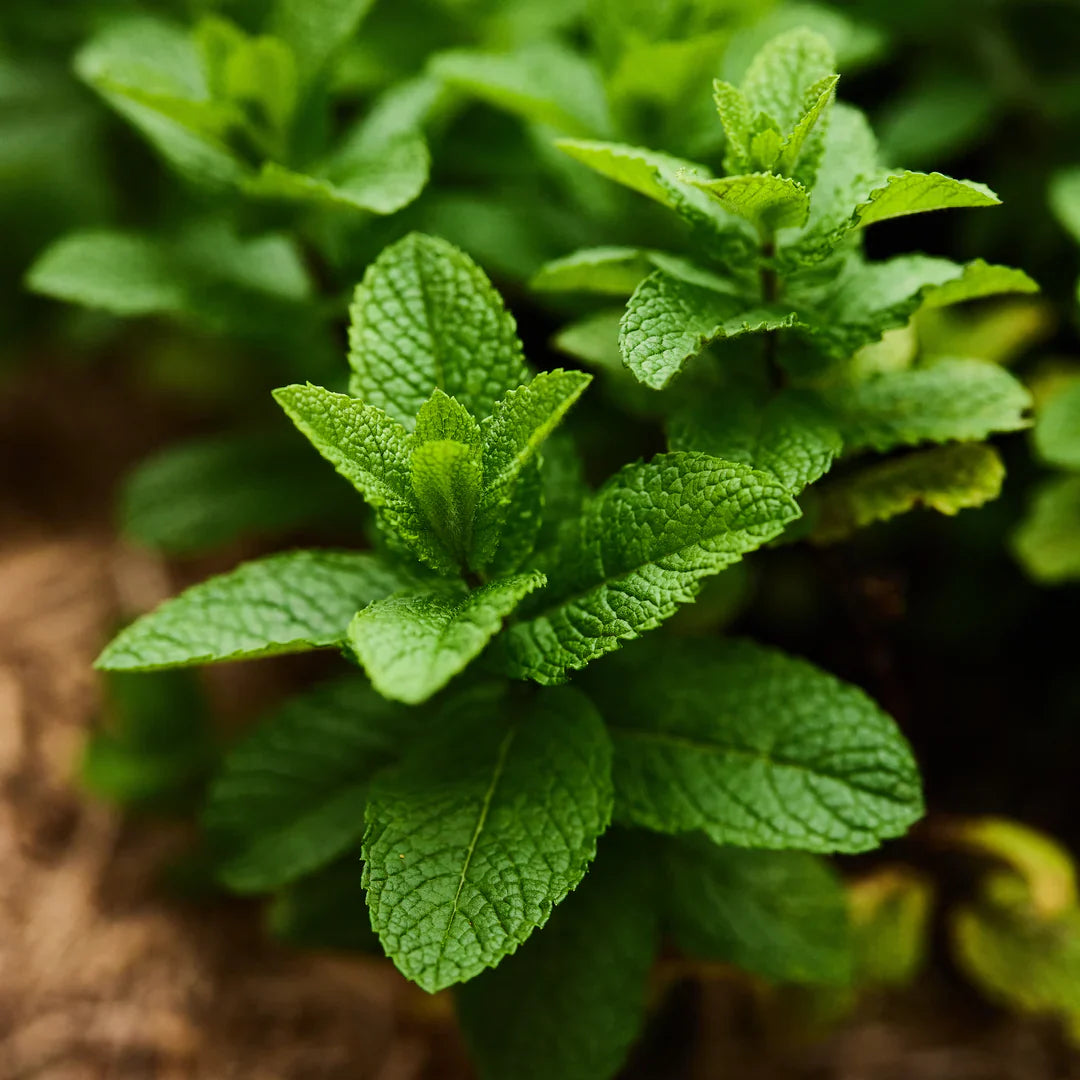 Spearmint Mentha herb seeds