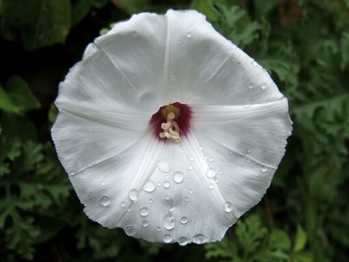 morningglorymerremiadissectaheirloomnongmohighgerminationorganicgarden flower seeds
