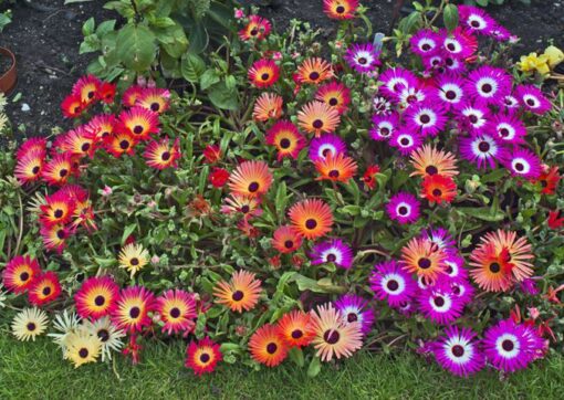 mesembryanthemum ice flower seeds