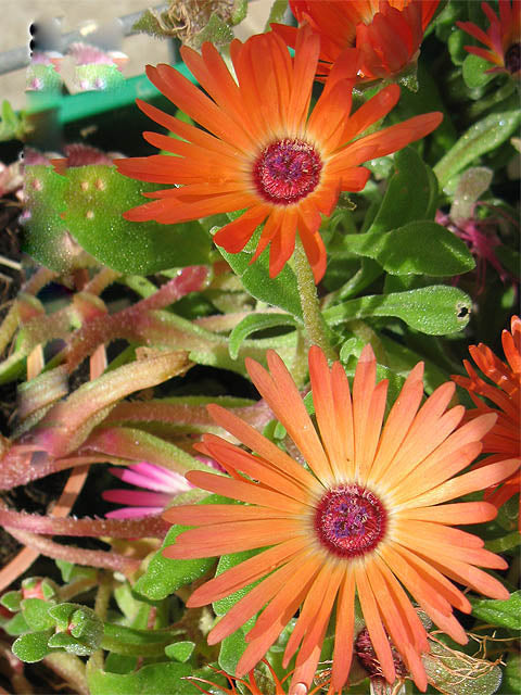 Orange Dorotheanthus Flower Seeds – Heirloom, Non-GMO, High Germination Seeds