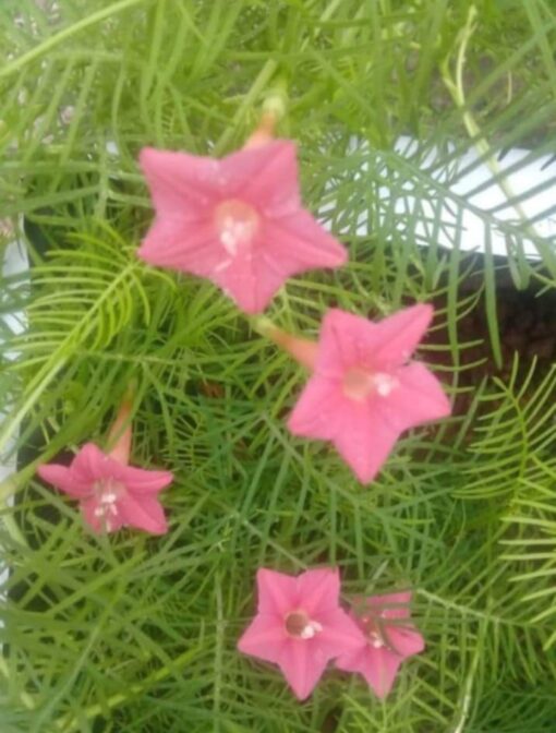 cypressvinepeachopenpollinatedheirloomnongmohighgerminationorganicgarden flower seeds