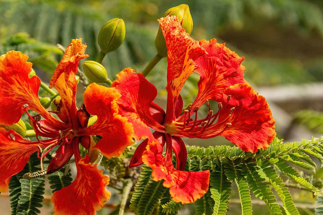 Red Caesalpinia Flower Seeds – Heirloom, Non-GMO, High Germination Seeds for Planting, Organic Garden Seeds