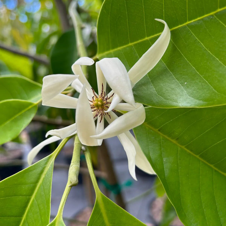 Michelia Flower Seeds – Heirloom, Non-GMO, High Germination Seeds