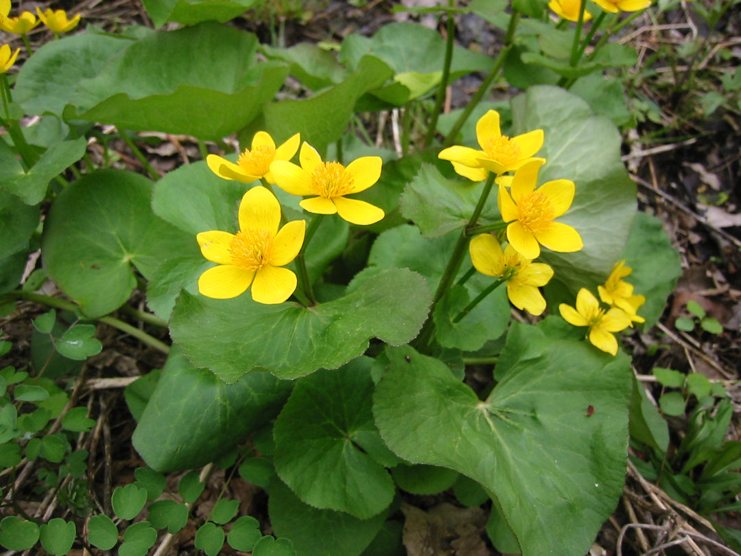 Caltha Flower Seeds – Heirloom, Non-GMO, High Germination Seeds
