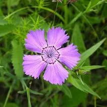 mildsalinityresistantdianthusperennialvarietiesofperennialrootflowerheirloomnongmohighgerminationorganicgarden flower seeds