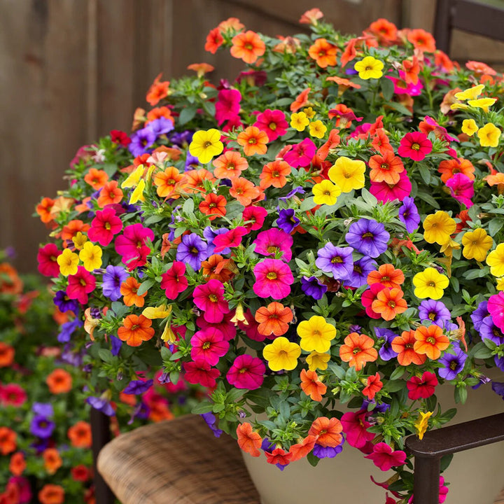 Perennial Calibrachoa Flower Seeds – Heirloom, Non-GMO, High Germination Seeds