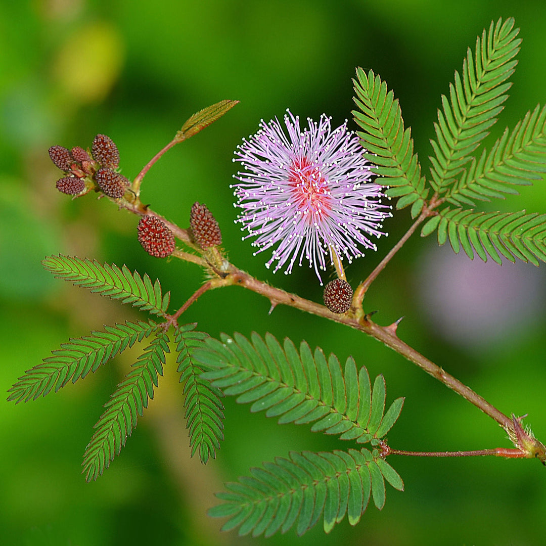Bashfulgrass Mimosa herb seeds