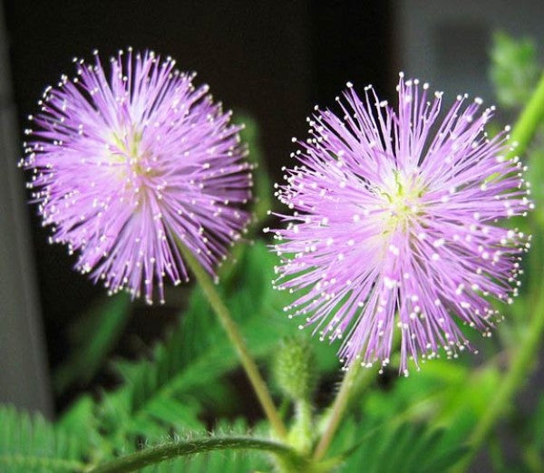 mimosa pudica flower seeds