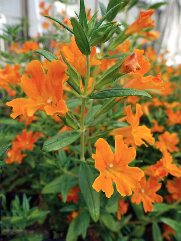 Orange Erythranthe Flower Seeds – Heirloom, Non-GMO, High Germination Seeds