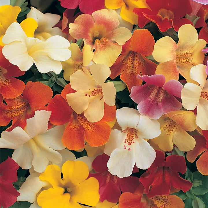 Mixed Mimulus Flower Seeds – Heirloom Non-GMO High Germination Seeds
